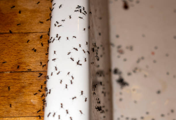 Trusted Hopewell, VA Pest Control Experts